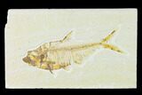 Fossil Fish (Diplomystus) - Green River Formation #148534-1